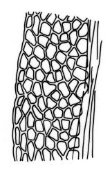 Fissidens taylorii var. taylorii , laminal cells, dorsal lamina (margin to costa) (leaf from sterile plant).  Drawn from J.D. Lovis, s.n., Sep. 1985, AK 284387.
 Image: R.C. Wagstaff © Landcare Research 2014 